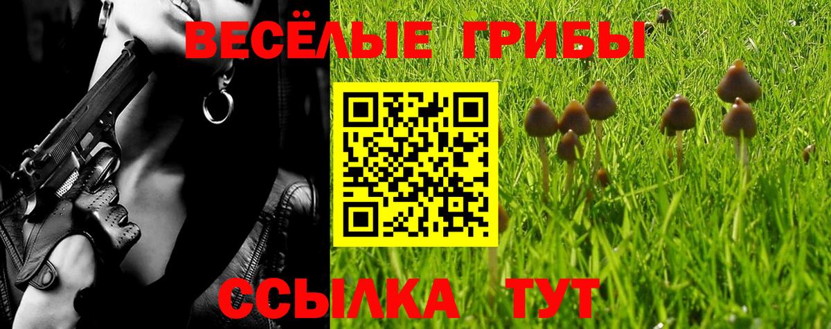 Псилоцибиновые грибы Cubensis Тверь