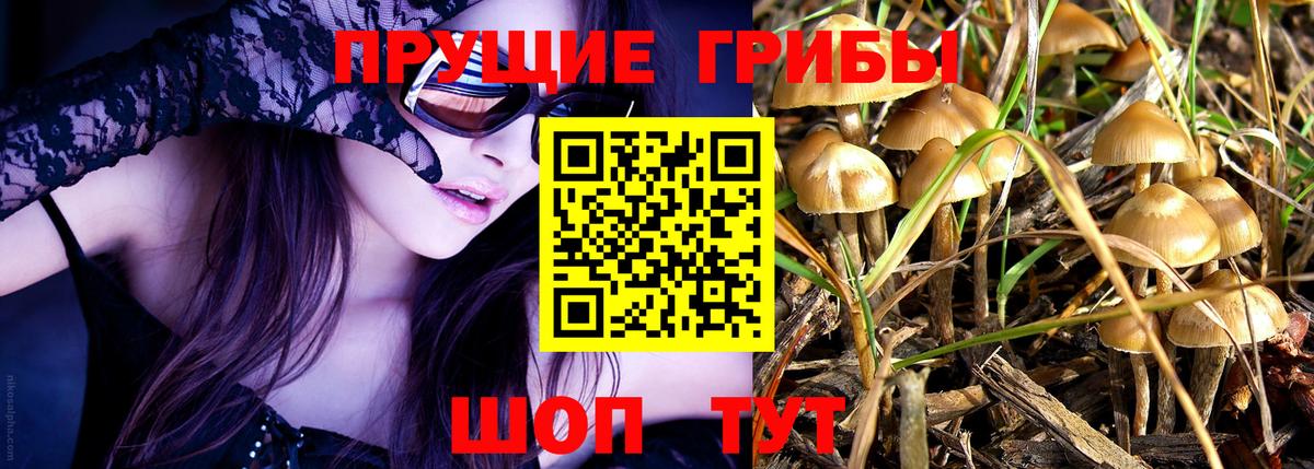 где найти   Вход с VPN  Тверь  Галлюциногенные грибы Psilocybine cubensis  Галлюциногенные грибы Psilocybine cubensis 